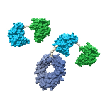Darstellung eines BiTE® Moleküls und HLE BiTE® Moleküls