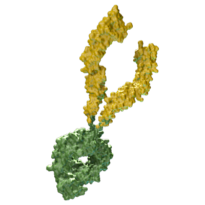 Darstellung eines Fusionsproteins