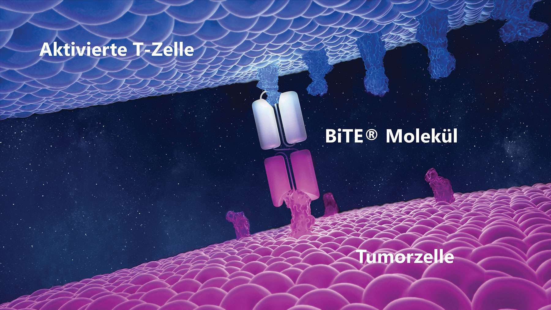 Schematische Darstellung eines BiTE® Moleküls zwischen einer aktivierten T Zelle und einer Tumorzelle.